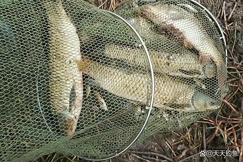 金龍魚為什么好釣