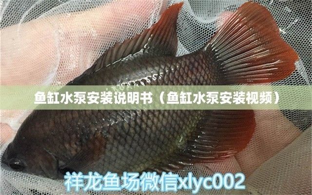 魚缸中的各種水泵的用法大全（如何維護魚缸水泵）