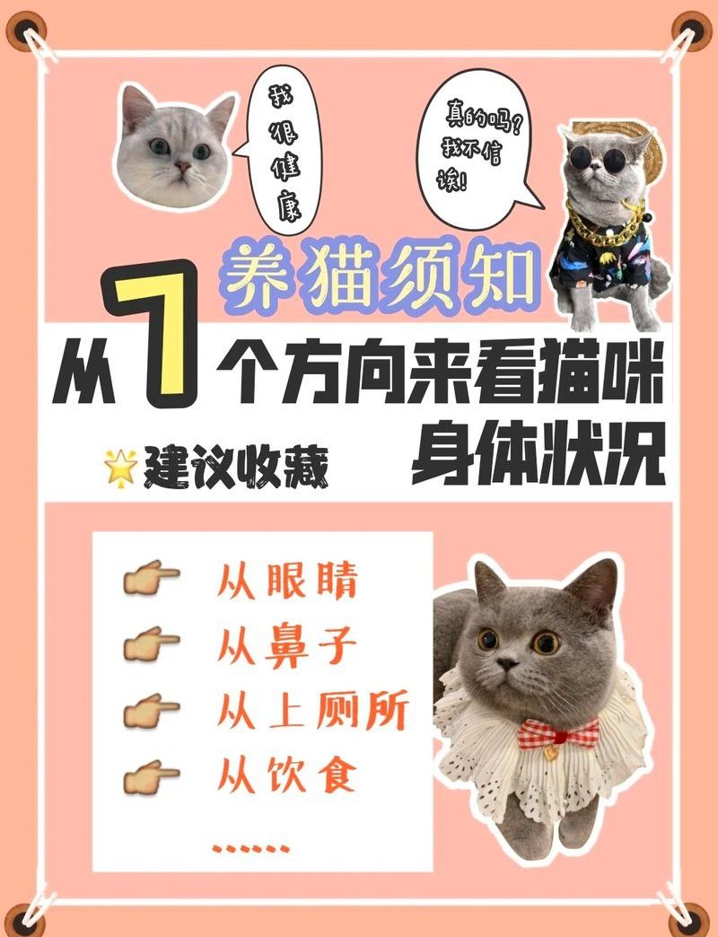 如何判斷龍須貓的健康狀況？