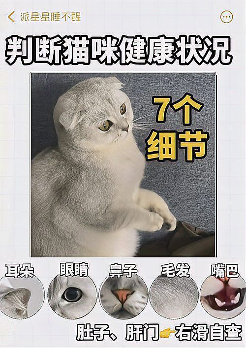 如何判斷龍須貓的健康狀況？