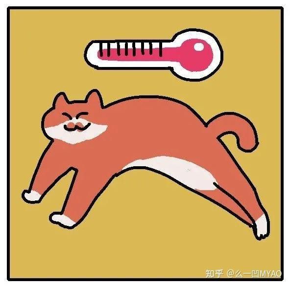 如何判斷龍須貓的健康狀況？
