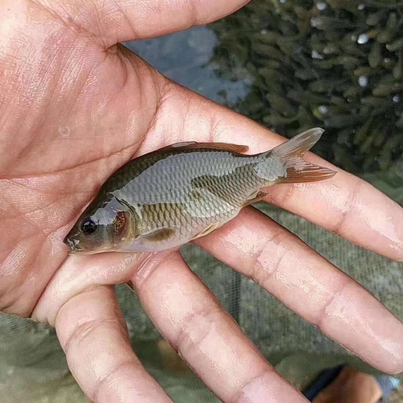 六角恐龍魚好養嗎!海水!淡水養？（六角恐龍魚是一種適合初學者養殖的觀賞魚）