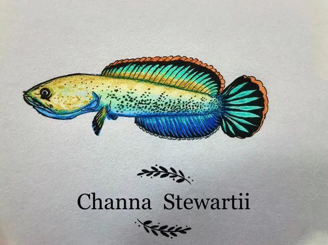 雷龍魚畫圖片