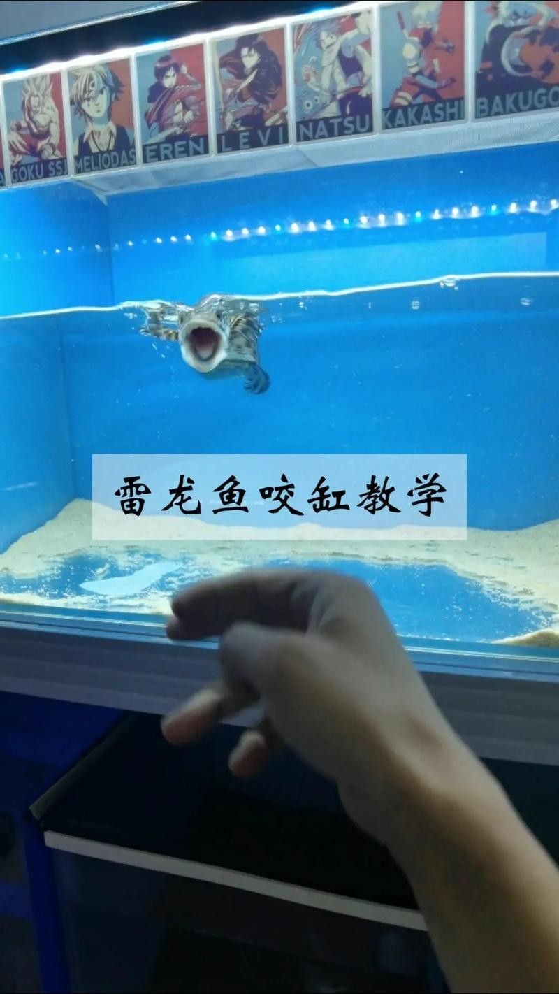 雷龍魚畫圖片