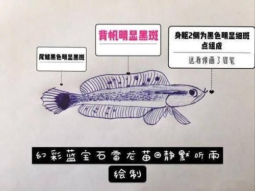 雷龍魚畫圖片