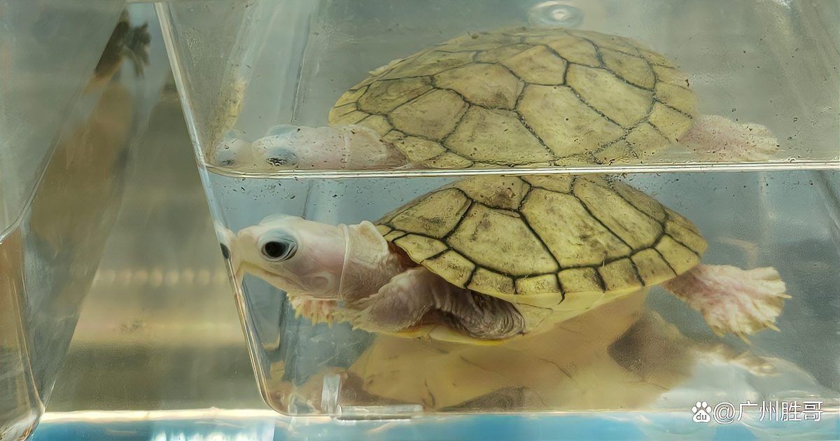 廣州最大賣金龍魚市場在哪里啊多少錢