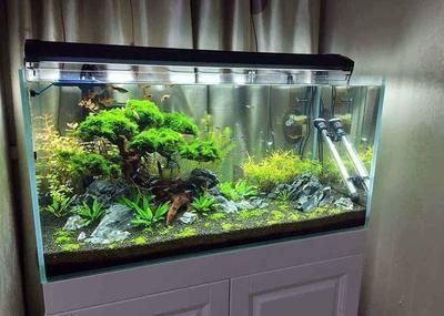 龍魚缸怎么選擇好的魚:如何根據(jù)龍魚缸的特性選擇合適的魚類 龍魚百科 第3張 龍魚缸怎么選擇好的魚:如何根據(jù)龍魚缸的特性選擇合適的魚類 龍魚缸怎么選擇好的魚:如何根據(jù)龍魚缸的特性選擇合適的魚類 龍魚百科 第3張