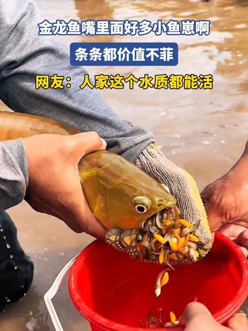 金龍魚(yú)小魚(yú)多少錢(qián)一條啊圖片