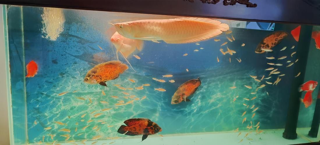 金龍魚(yú)小魚(yú)多少錢(qián)一條啊圖片