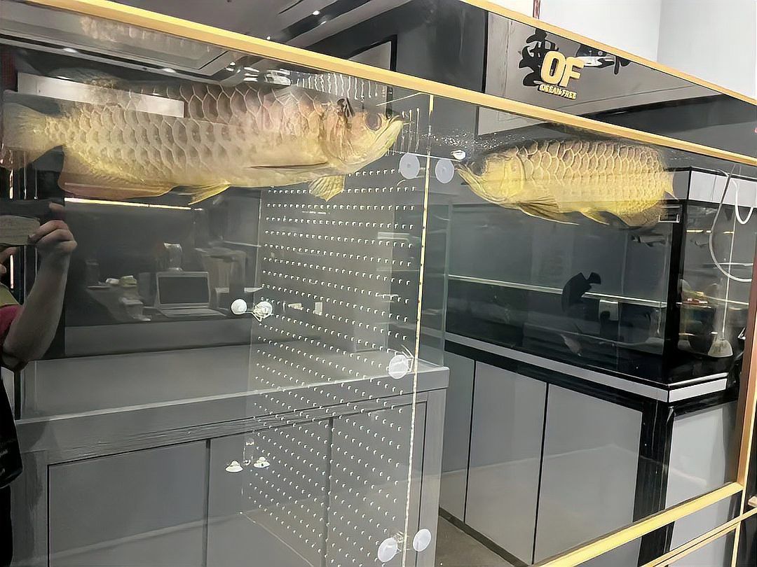 金龍魚(yú)小魚(yú)多少錢(qián)一條啊圖片