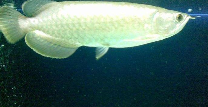50厘米的龍魚喂食頻率（50厘米的龍魚可以喂食頻率和喂食頻率和喂食時間）