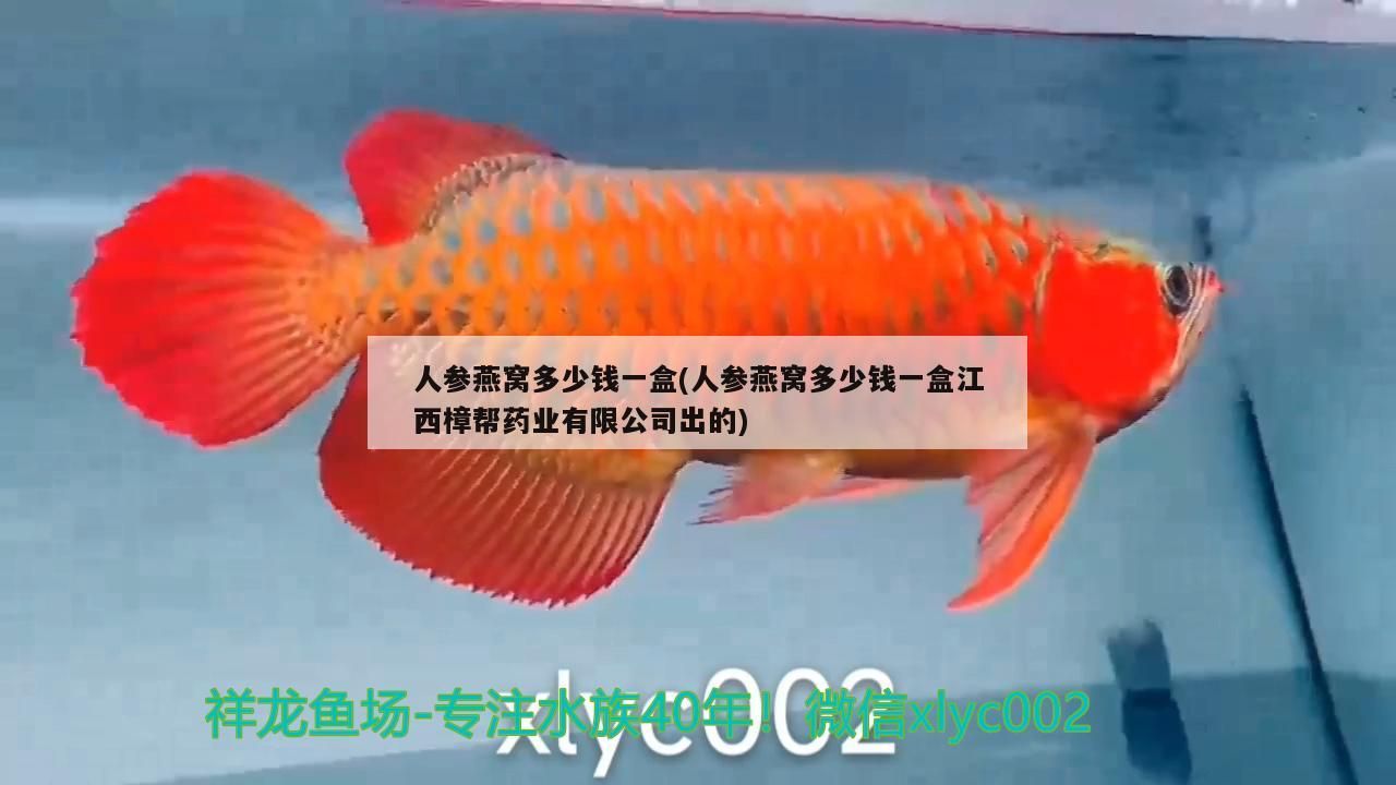 金龍魚混養視頻大全下載：金龍魚混養多久不打架