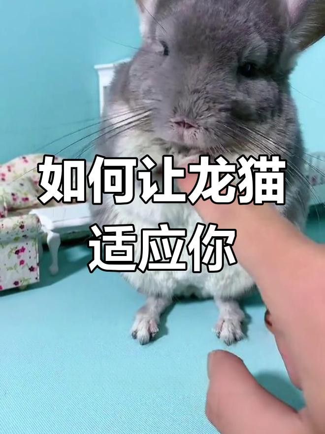 有哪些方法可以幫助龍貓建立信任？