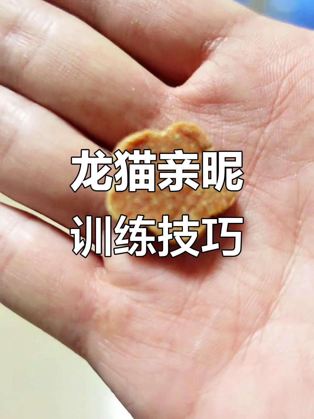 有哪些方法可以幫助龍貓建立信任？