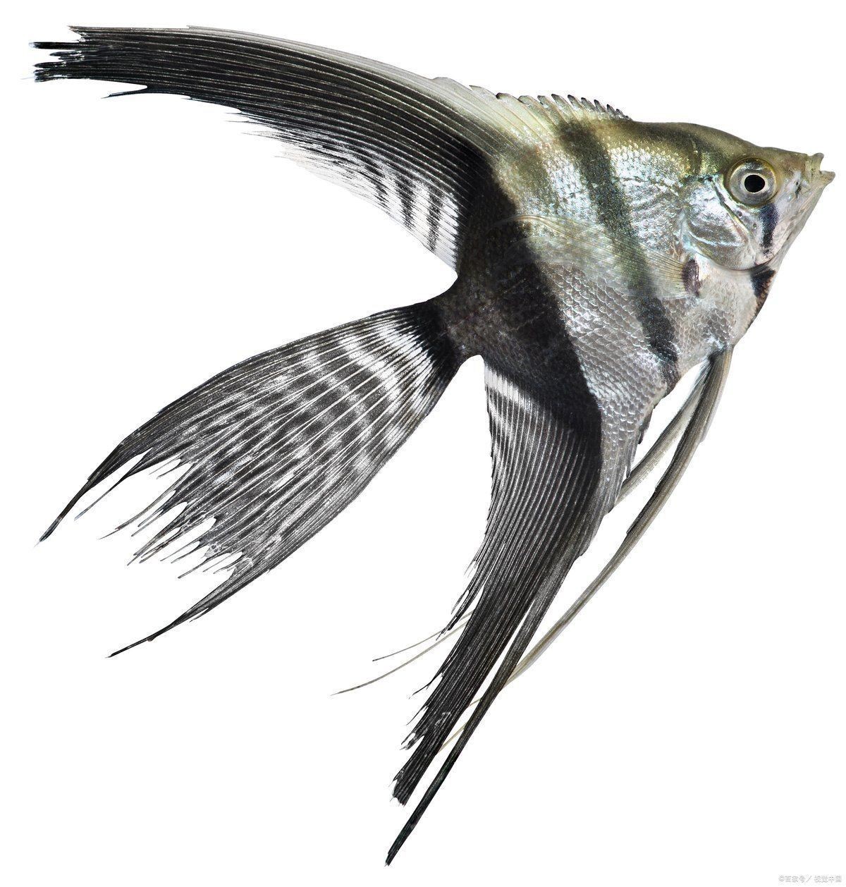龍魚魚鰭被咬壞了能自愈嗎