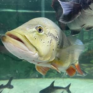 關(guān)于銀龍魚的觀察日記三年級(jí)（銀龍魚是一種多性格的動(dòng)物）
