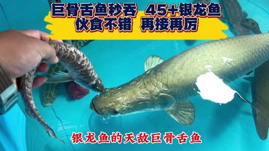 關(guān)于銀龍魚的觀察日記三年級(jí)（銀龍魚是一種多性格的動(dòng)物）