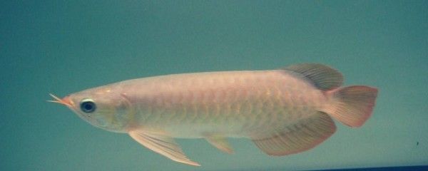 龍魚晚上關(guān)燈會引起掉眼嗎：龍魚掉眼怎么辦？