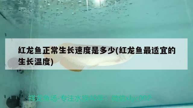 紅龍魚苗一年能長多大啊（關于紅龍魚苗一年能長多大的詳細信息）