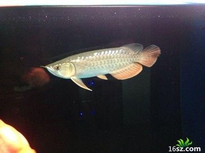 龍魚魚鰾出問題如何治療：龍魚魚鰾出問題如何治療龍魚魚鰾出問題如何治療