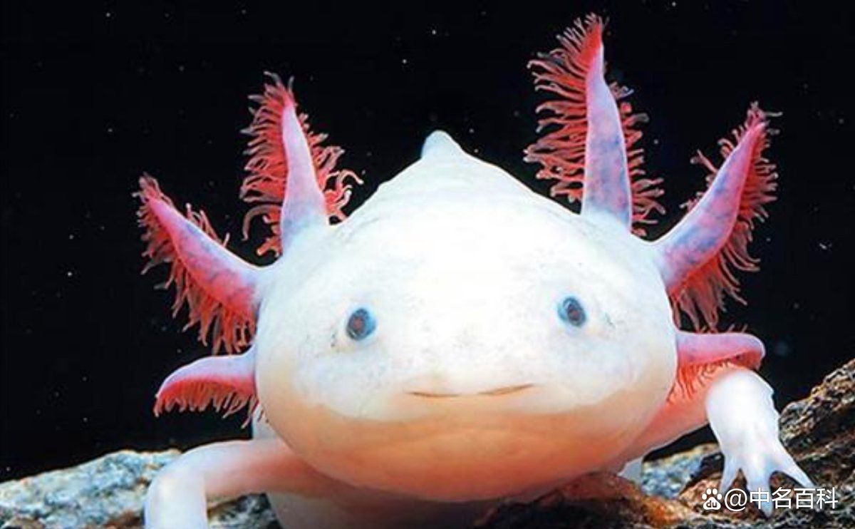 六角恐龍魚怎么養及喂養技巧視頻大全圖片