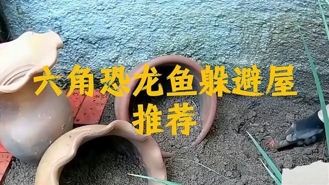 六角恐龍魚怎么養及喂養技巧視頻大全圖片