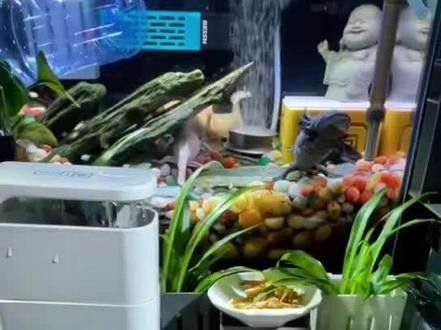 六角恐龍魚怎么養及喂養技巧視頻大全圖片