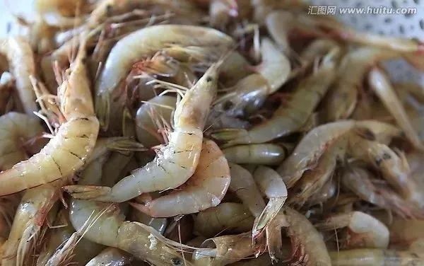 龍魚可以吃海水蝦嗎