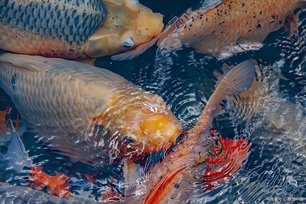 銀龍魚為什么老張嘴巴