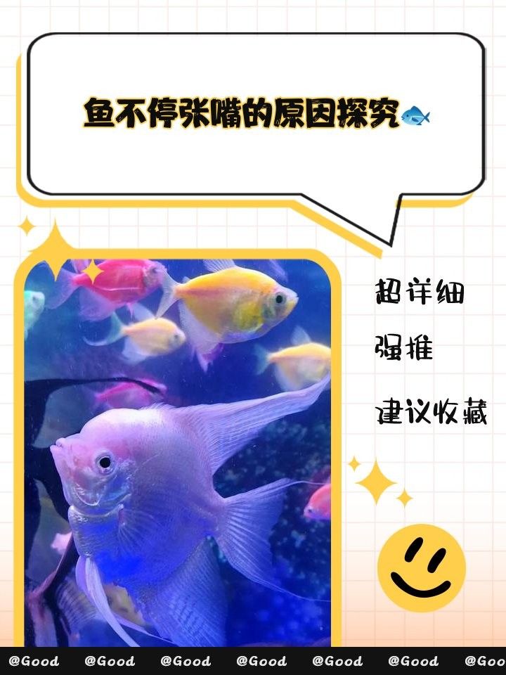 銀龍魚為什么老張嘴巴