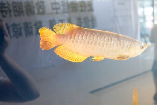 金龍魚和羅漢魚能混養嗎：金龍魚和羅漢魚可以混養嗎金龍魚和羅漢魚可以混養嗎
