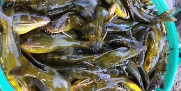 怎樣防治預(yù)防龍魚(yú)寄生蟲(chóng)病的措施有哪些：如何判斷龍魚(yú)是否感染寄生蟲(chóng)