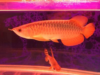 金龍魚值多少錢？：金龍魚最新價格為31.40元