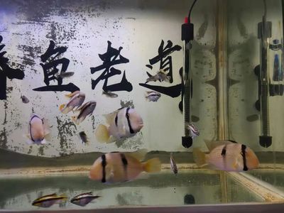 觀賞魚品種創新案例：觀賞魚品種的創新案例