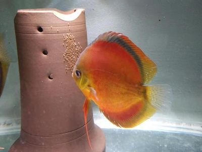 觀賞魚品種創新案例：觀賞魚品種的創新案例