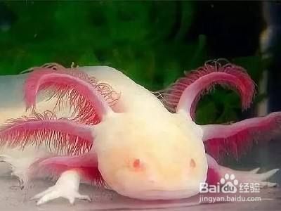 六角恐龍魚能隨便養(yǎng)嗎：六角恐龍魚的養(yǎng)殖條件和方法