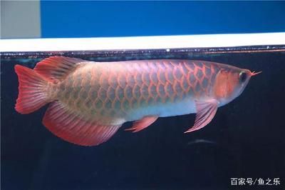 龍魚照片真實：網絡龍魚照片的實證分析