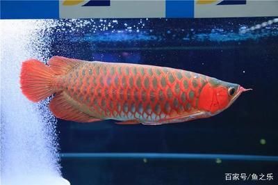 龍魚照片真實：網絡龍魚照片的實證分析