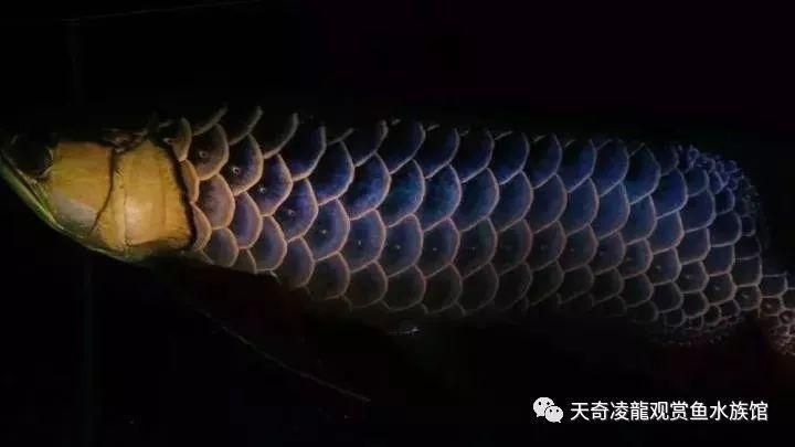 金龍魚小時候會被別的魚吃掉嗎：金龍魚育兒全過程