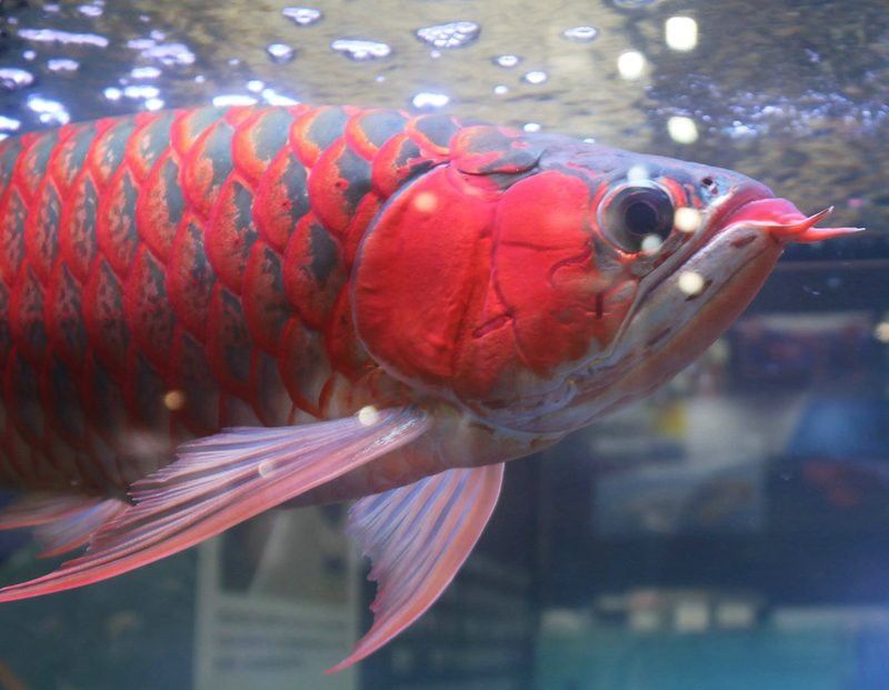 紅龍魚背部發色變淺