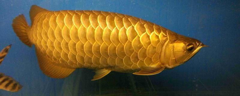 金龍魚銀龍魚的價(jià)格區(qū)別（金龍魚與銀龍魚的價(jià)格區(qū)別）