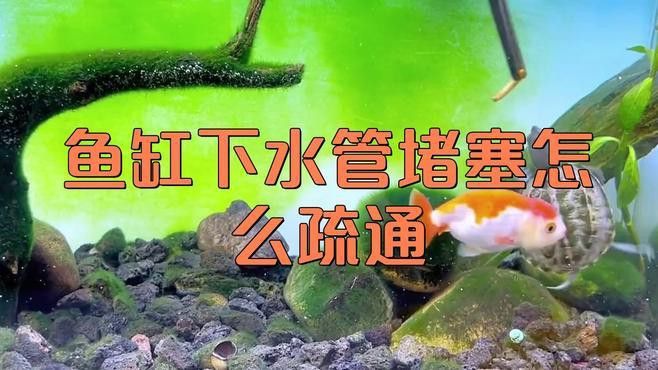 西龍魚缸怎么樣排水