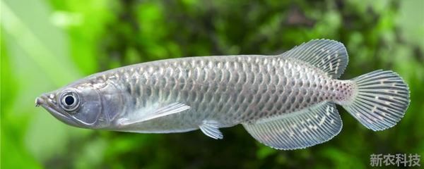 銀龍魚背上鱗片發黑怎么回事（銀龍魚背上鱗片發黑可能由多種因素引起，解決方法及其相應的解決方法）