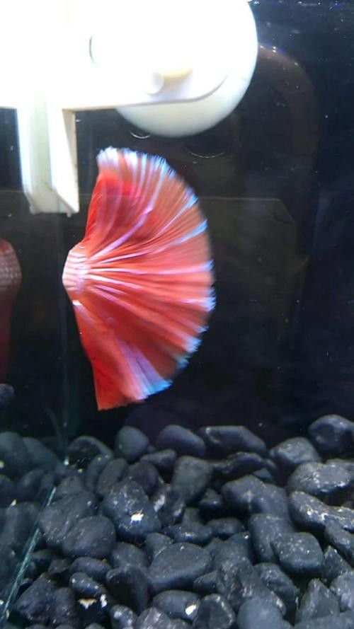 紅龍魚(yú)級(jí)別怎么分的圖片