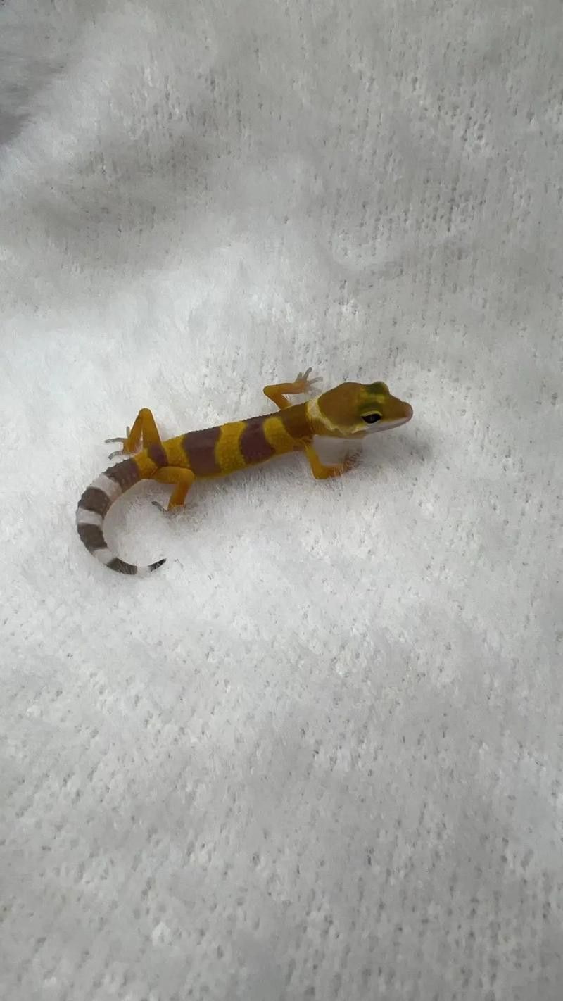 紅龍魚(yú)級(jí)別怎么分的圖片