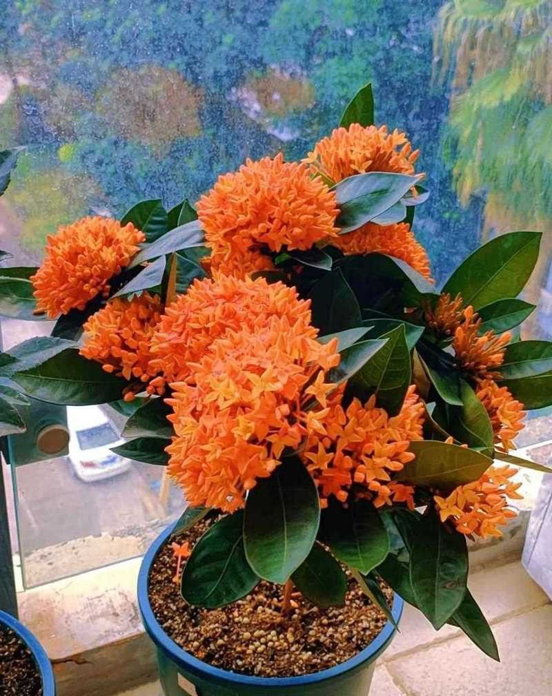 紅龍魚(yú)級(jí)別怎么分的圖片