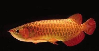 龍魚飼養綠水處理設備
