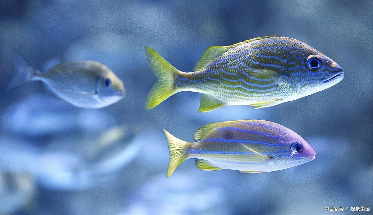 龍魚能和冷水魚混養嗎