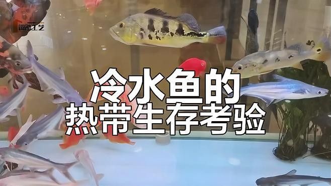 龍魚能和冷水魚混養嗎