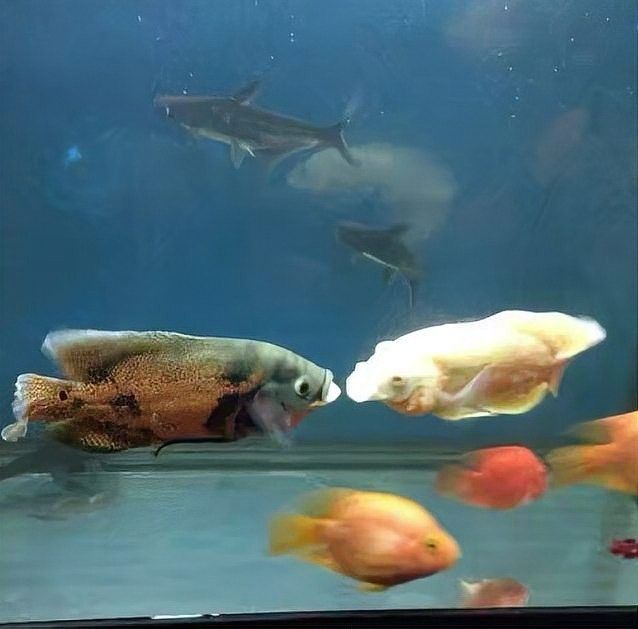 龍魚能和冷水魚混養(yǎng)嗎